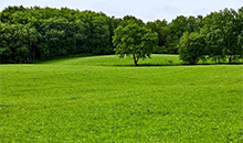 Festulolium improves every forage-production system